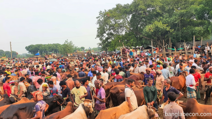 চুয়াডাঙ্গায় জমে উঠেছে পশুরহাট