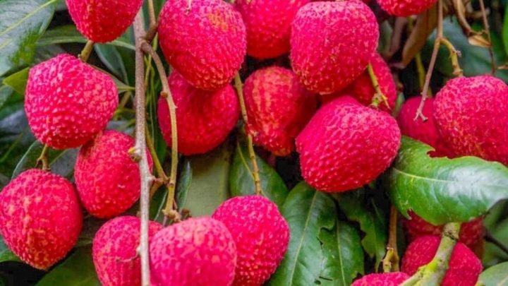 স্বাদ ও গন্ধে অনন্য বিজয়নগরের লিচু | সংবাদ
