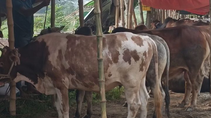 ক্রেতা-বিক্রেতার মনস্তাত্ত্বিক লড়াই: পশুর সংকট নেই, শংকা ফিরে যাবেন অনেকেই | সংবাদ