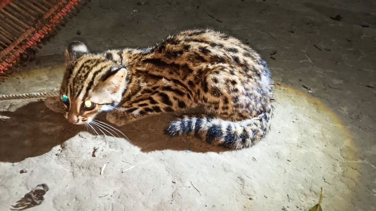 খাবারের খোঁজে লোকালয়ে বিপন্ন মেছো বিড়াল