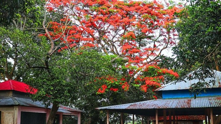কৃষ্ণচূড়ার রক্তিম সাজে সেজেছে পলাশ