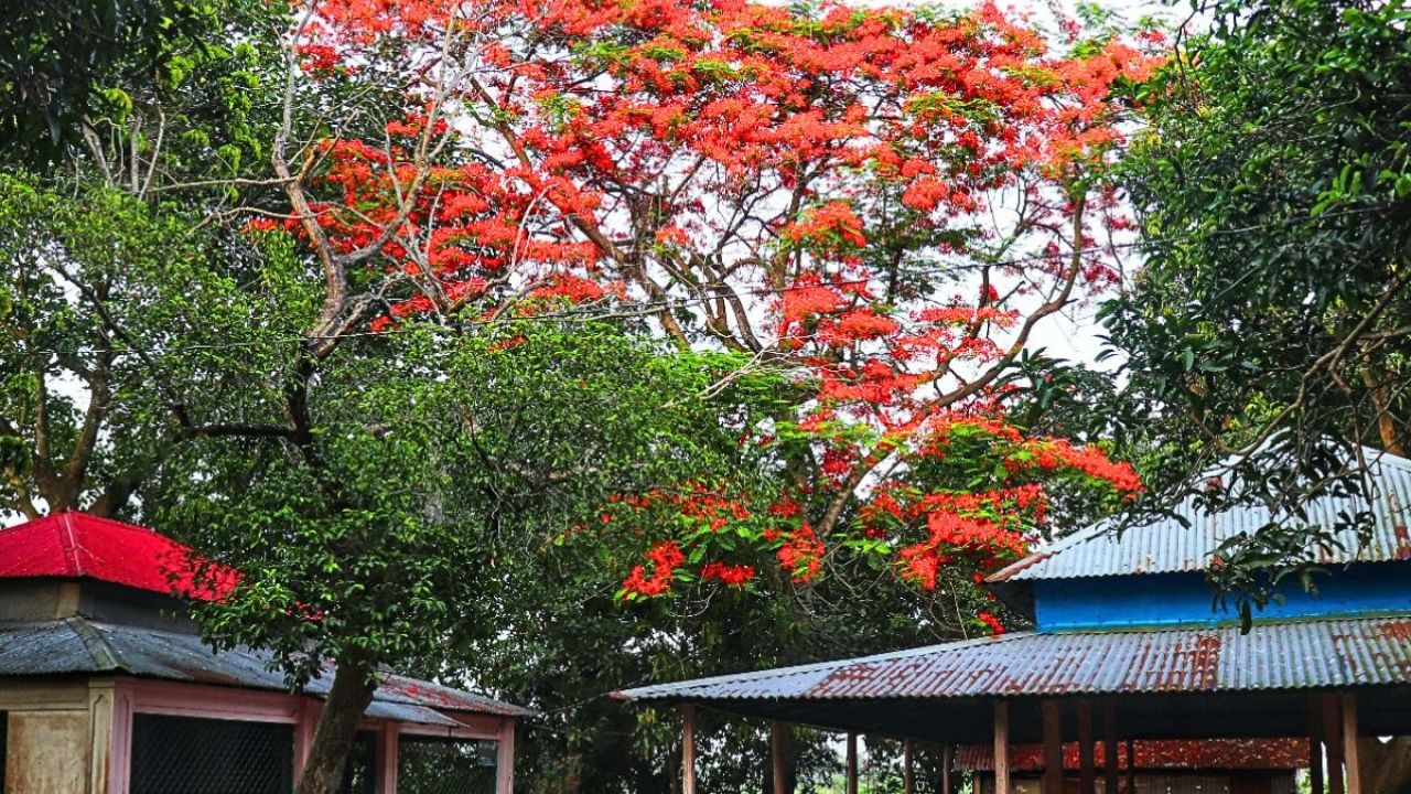 কৃষ্ণচূড়ার রক্তিম সাজে সেজেছে পলাশ