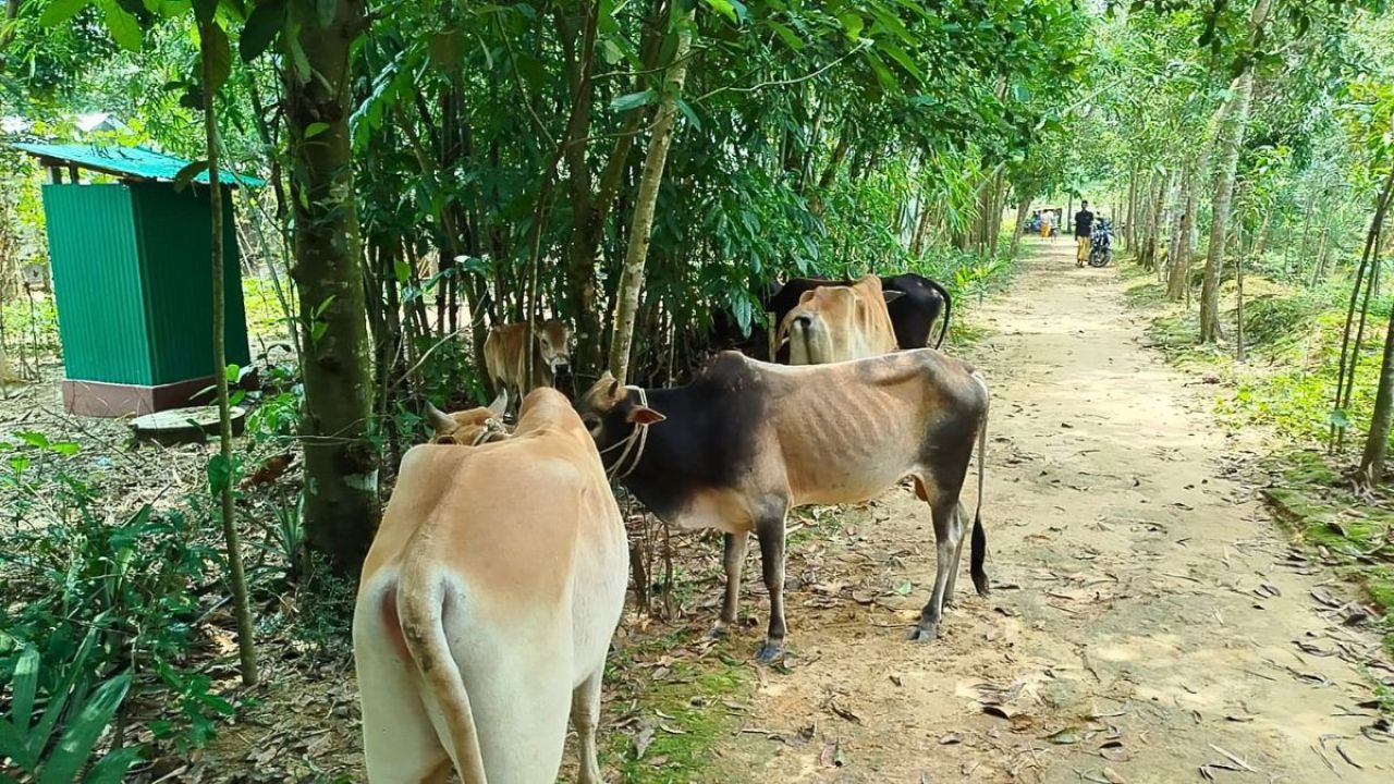 অবৈধ পথে আসা ৬ গরু উদ্ধার চুনারুঘাটে