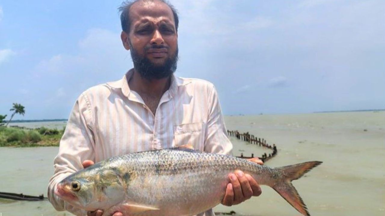 মেঘনায় ধরা পড়ল ২ কেজির ইলিশ