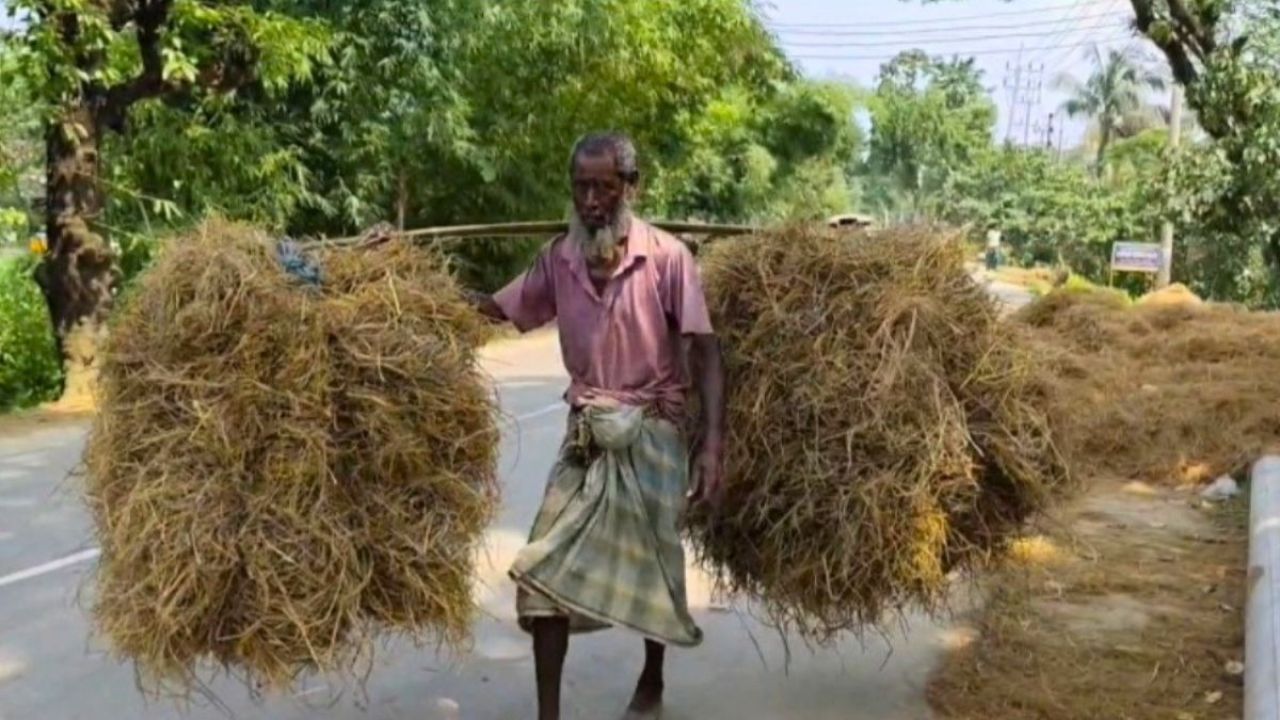 গো-খাদ্য সংকটে গরু বেচে দিচ্ছেন হাওরের খামারিরা