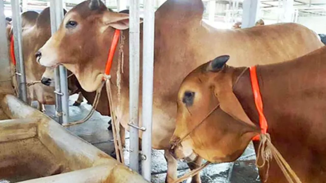মাদারগঞ্জে এক রাতে ৮ গরু চুরি, আতঙ্কে গ্রামবাসী