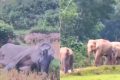 খাদ্যের অভাবে মারা যাওয়া হাতির পাশে শোকাতুর সঙ্গীদের গর্জন