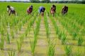 অর্থনৈতিক আগ্রাসন: সংস্কৃতির বিপন্নতা ও অস্তিত্বের লড়াই