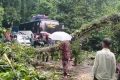 কালবৈশাখীর ঝড়ে লাউয়াছড়ায় গাছ উপড়ে বিপত্তি