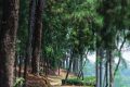 শ্রীমঙ্গলের নতুন আকর্ষণ মনোরম পাইন বন