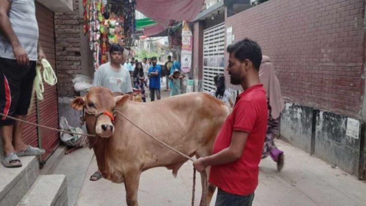রাজধানীতে চলছে পশু কোরবানি, আনন্দে মেতেছে শিশুরা