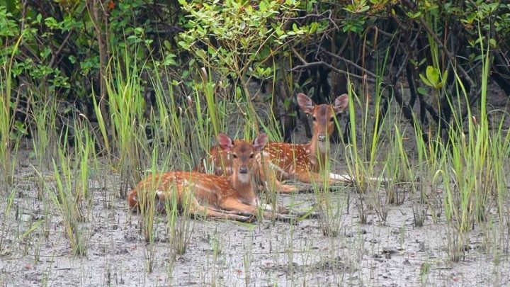 হরিণের সংখ্যা বাড়লেও থামছে না চোরাশিকার