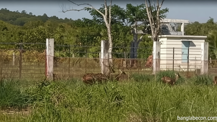 গরমে হিটস্ট্রোকে হরিণশাবকের মৃত্যু