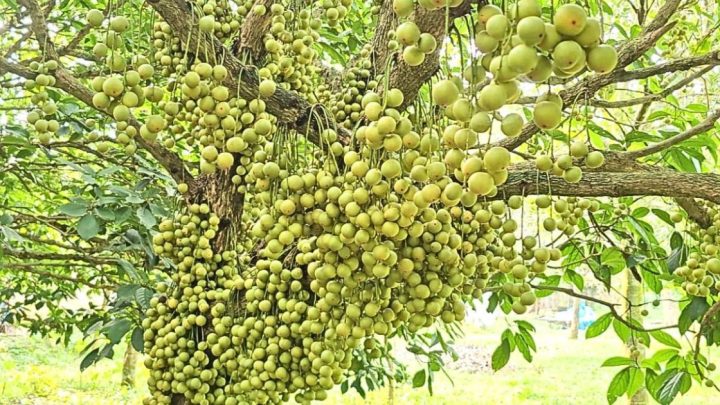 খরা ও অতিবৃষ্টিতে লটকনের ফলন বিপর্যয় | সংবাদ