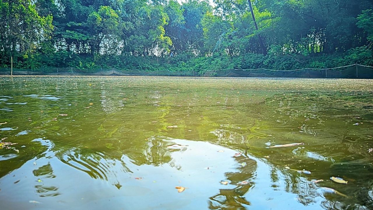 রাণীনগরে পুকুরে বিষ দিয়ে ৪ লাখ টাকার মাছ নিধন