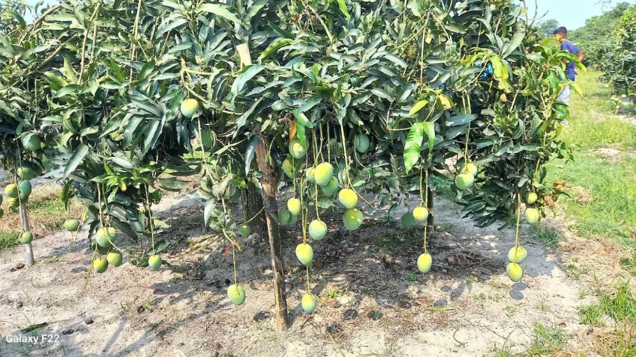 হাঁড়িভাঙ্গায় ২০০ কোটি টাকার স্বপ্ন, বাজারে ২০ জুন