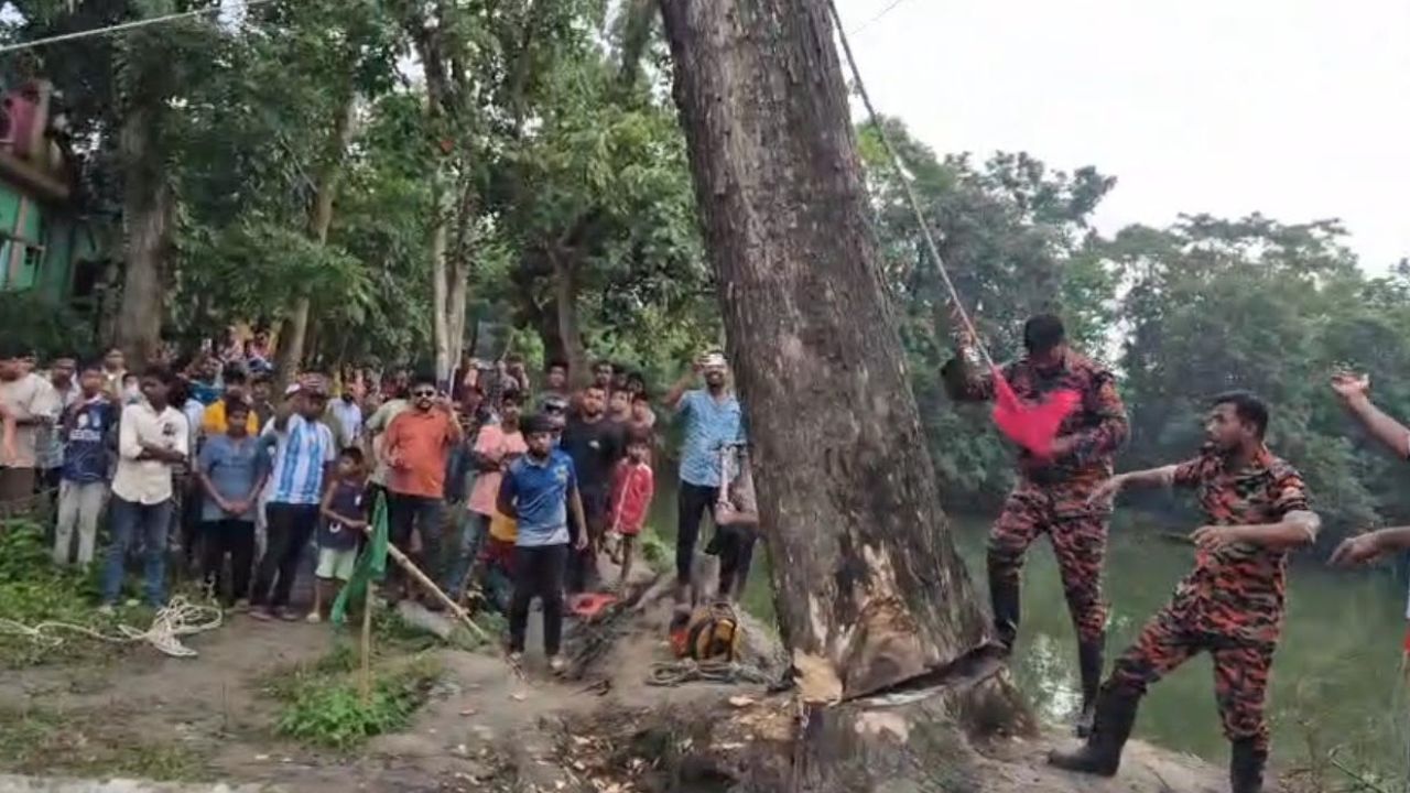 আখাউড়ার সেই ‘লালসালুুুুুুুুুুুু’ গাছটি কেটে ফেলল প্রশাসন