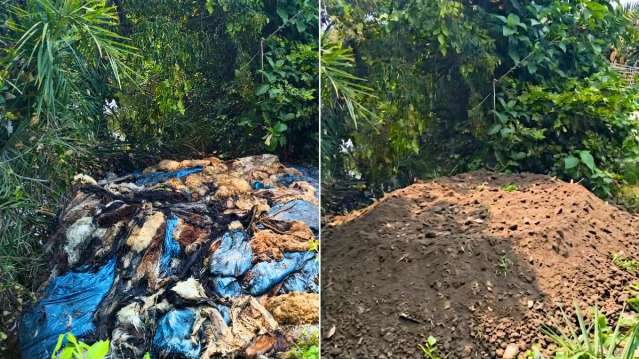খবর প্রকাশের পর পশুর চামড়া মাটিচাপা