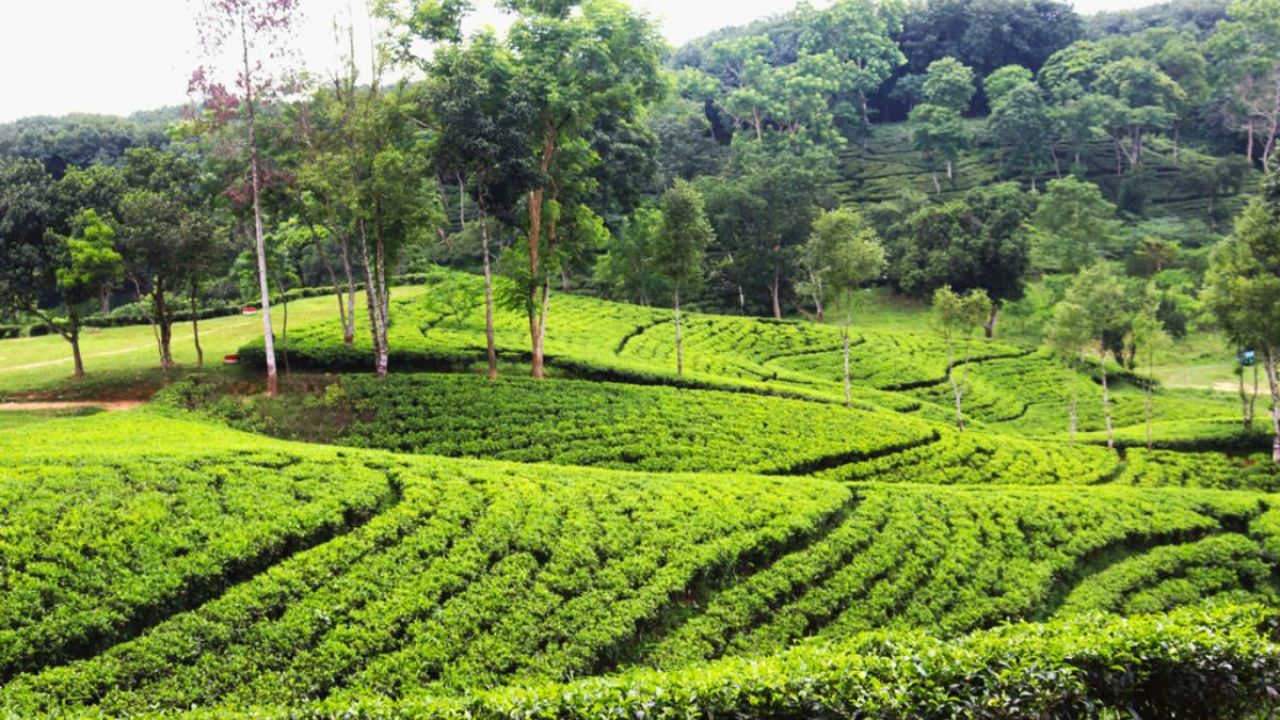 সুরমা চা বাগানে মিলল অজ্ঞাত যুবকের মরদেহ