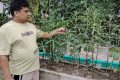 শখের ছাদবাগান এখন নিরাপদ খাদ্যের উৎস