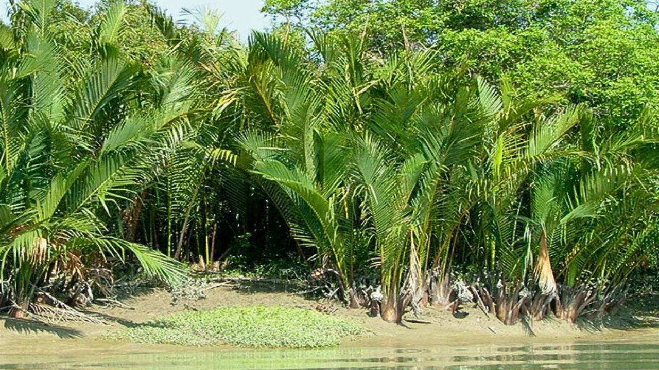 ৬০ ঘণ্টা পর মুক্তি পেলেন বনকর্মী
