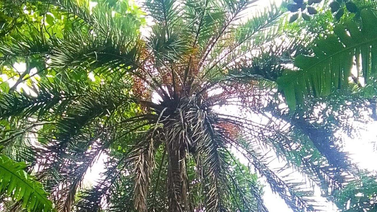 বিলুপ্তির পথে চুনারুঘাটের জনপ্রিয় দেশি খেজুর