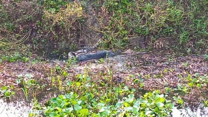 চুয়াডাঙ্গায় অপহৃত যুবকের অর্ধগলিত মরদেহ উদ্ধার