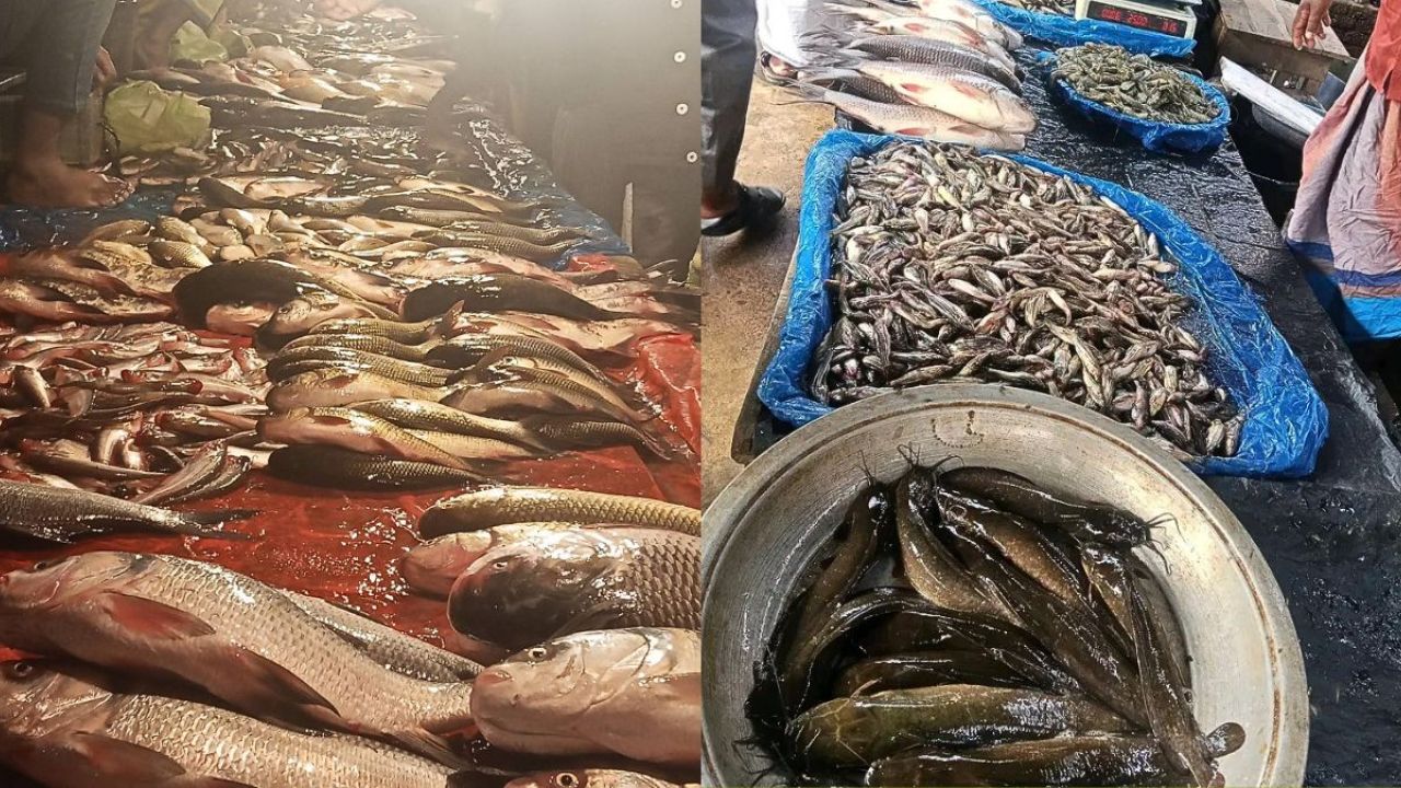 নাব্য সংকট ও দূষণে বিপন্ন মৎস্যসম্পদ