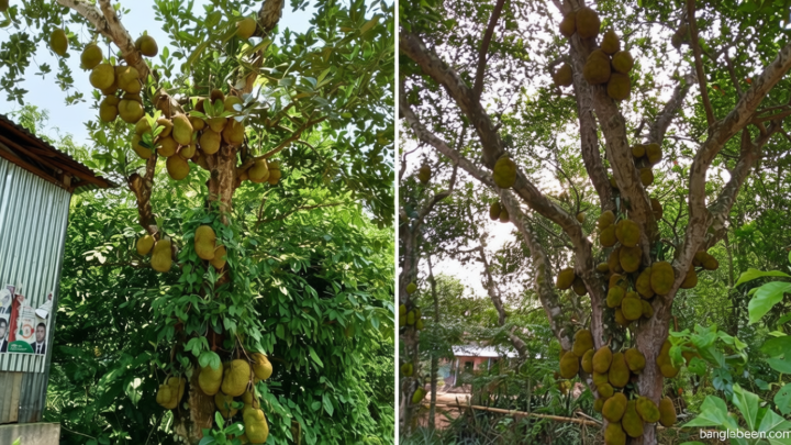 রসালো কাঁঠালের ঘ্রাণে ম ম করছে পলাশ