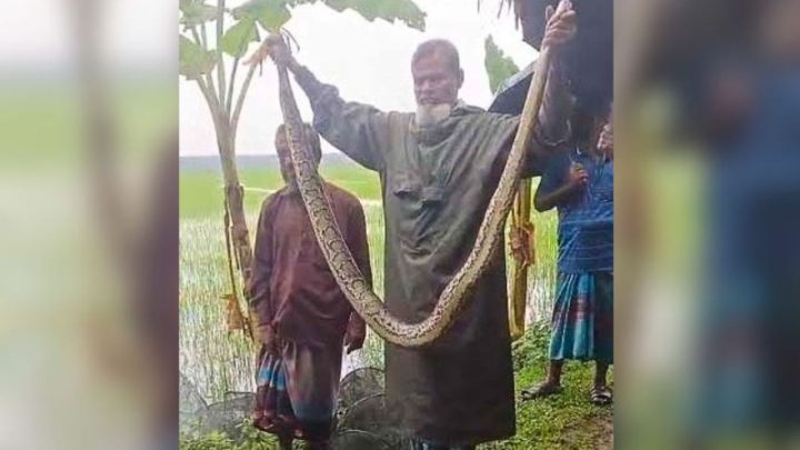 শরণখোলায় ধানক্ষেত থেকে অজগর উদ্ধার, সুন্দরবনে অবমুক্ত