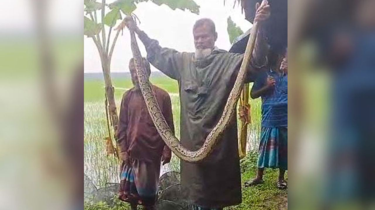 শরণখোলায় ধানক্ষেত থেকে অজগর উদ্ধার, সুন্দরবনে অবমুক্ত