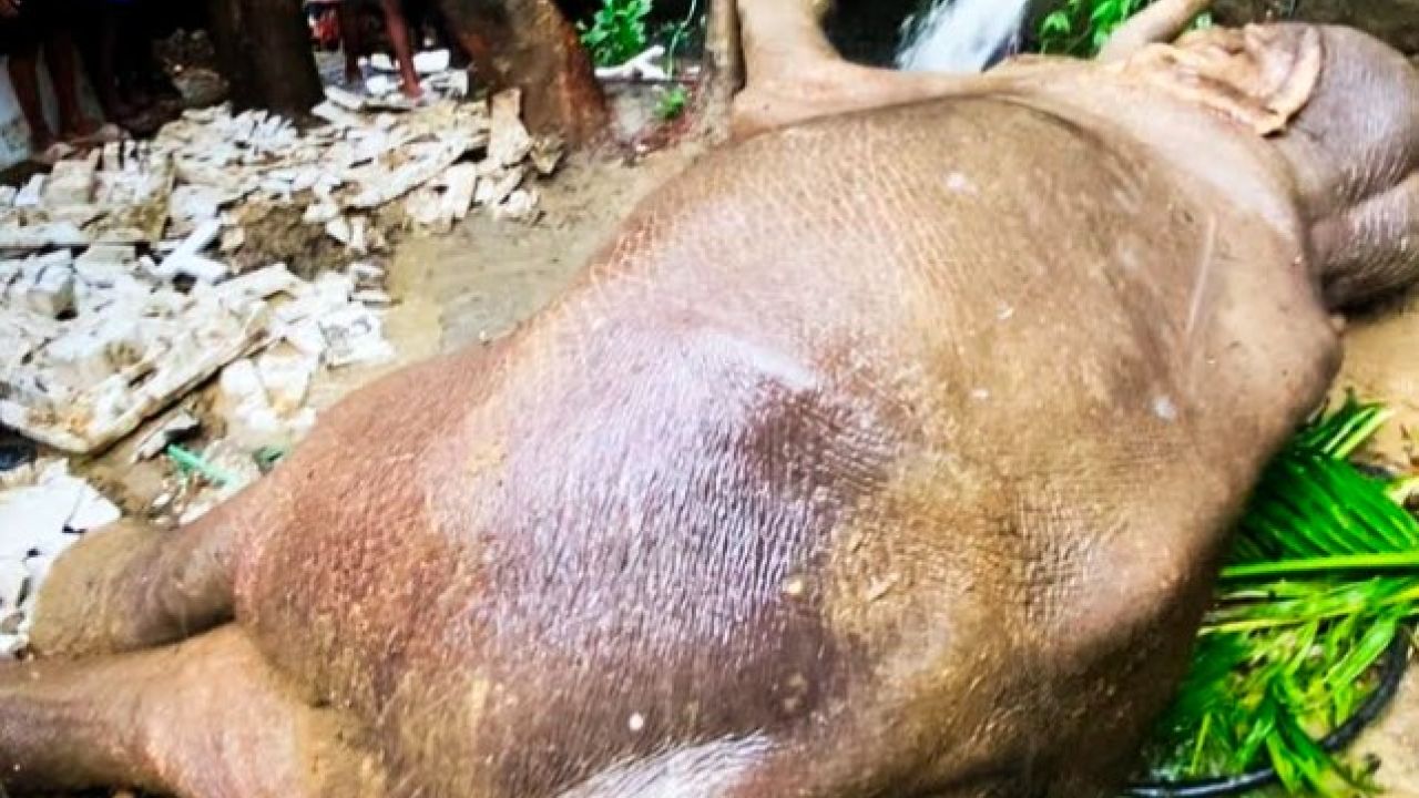 খাবারের খোঁজে এসে মৃত্যুফাঁদে বন্য মা হাতি