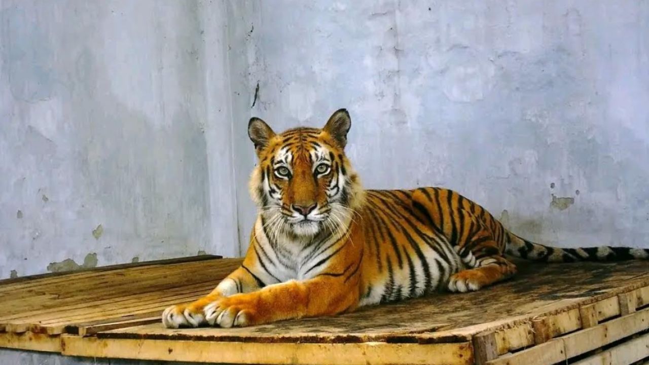 ৬ মাস পর রাজত্বে বাঘিনী, পর্যবেক্ষণে ২০ ক্যামেরা