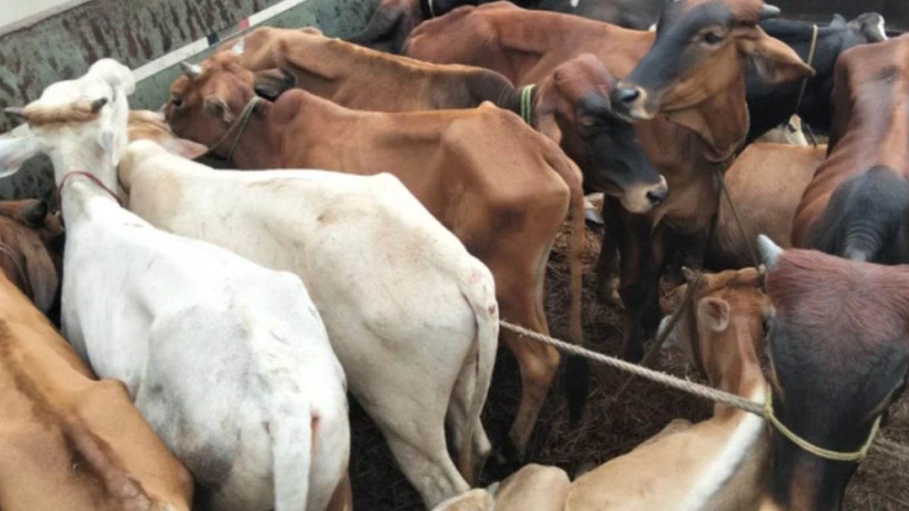 বৈরী আবহাওয়ার সুযোগে মহাসড়কে ৩১ গরুসহ ট্রাক ডাকাতি