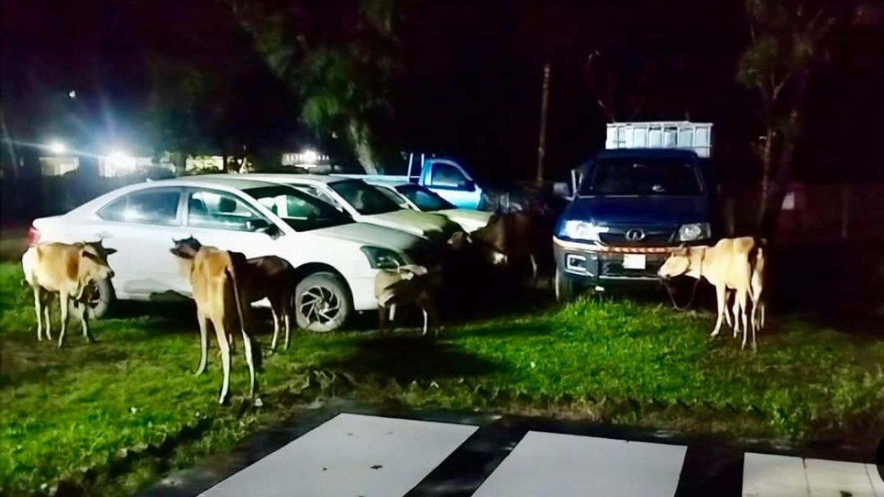 চুনারুঘাটে ১০টি গরু উদ্ধার