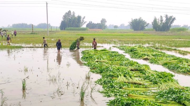 ঠাকুরগাঁওয়ে পাট কাটতে গিয়ে বজ্রপাতে বাবা-ছেলের মৃত্যু