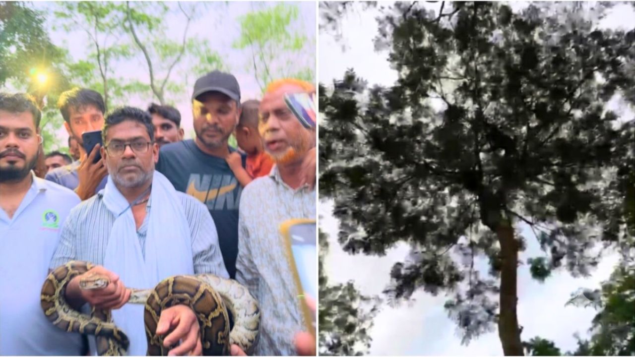শ্রীমঙ্গলে এক দিনেই উদ্ধার হলো দুটি অজগর