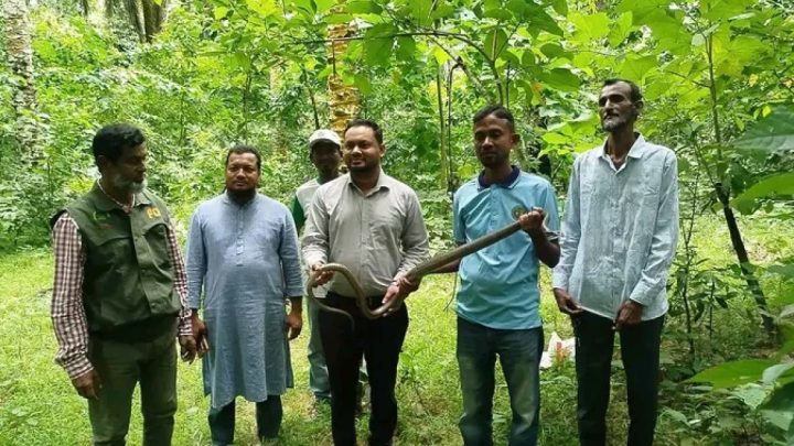 সাতছড়ির গহীনে ফিরল বিষধর পদ্মগোখরা | সংবাদ