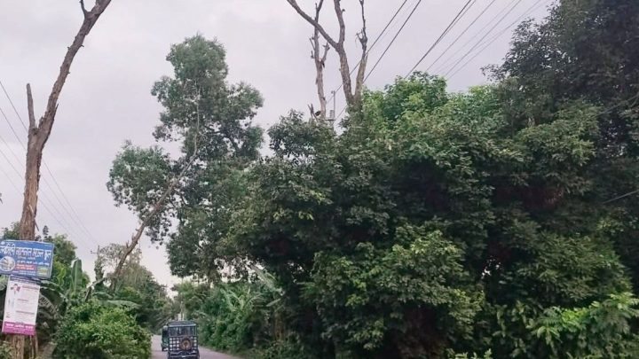 সড়কের দুই পাশে মরা গাছ, বাড়ছে দুর্ঘটনার শঙ্কা | সংবাদ
