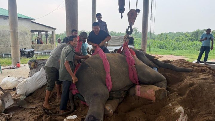 গাজীপুর সাফারি পার্কে রাজু বাহাদুরসহ দুই হাতির মৃত্যু