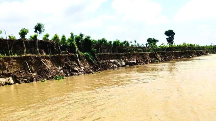 পদ্মার ভাঙনে বিলীন ৯৫০ বিঘা জমি, দিশেহারা চাষিরা