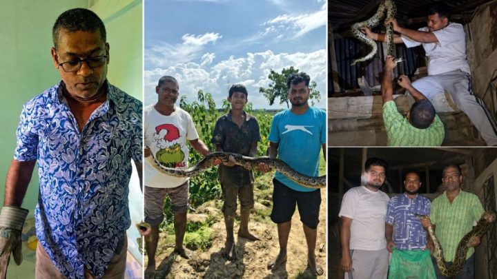 শোবার ঘরের সিলিংয়ে ১২ ফুটের অজগর!