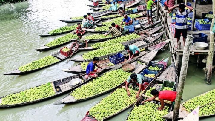 পিরোজপুরের পেয়ারার রাজ্য দক্ষিণের সম্ভাবনাময় ‘পর্যটন ব্র্যান্ড’